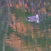 _MG_0655 _MG_0655