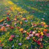 _MG_1247 _MG_1247
