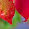_MG_1446 _MG_1446