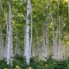 _MG_2704 _MG_2704