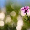 _MG_5494 _MG_5494