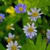 _MG_2712 _MG_2712