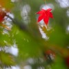 _MG_1799 _MG_1799