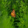 _MG_6659 _MG_6659