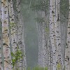 _MG_7695 _MG_7695
