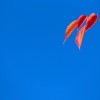 _MG_5335 _MG_5335