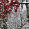 _MG_5953 _MG_5953