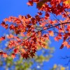 _MG_0957 _MG_0957