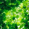 _MG_4876 _MG_4876