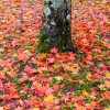 _MG_1453 _MG_1453
