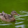 _MG_5346 _MG_5346