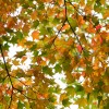 _MG_1581 _MG_1581