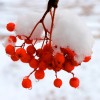 _MG_7231 _MG_7231