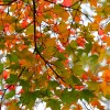 _MG_1580 _MG_1580