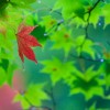 _MG_9913 _MG_9913