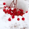 _MG_7229 _MG_7229