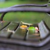 _MG_5881 _MG_5881