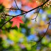 _MG_0996 _MG_0996