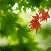 _MG_8270 _MG_8270