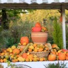 _MG_2735 _MG_2735