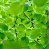 _MG_5178 _MG_5178