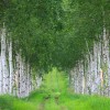 _MG_8517 _MG_8517