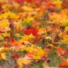 _MG_5721 _MG_5721