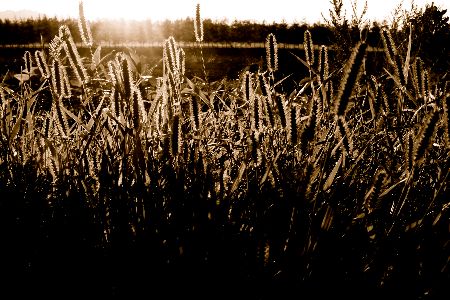 IMG_5031.JPG